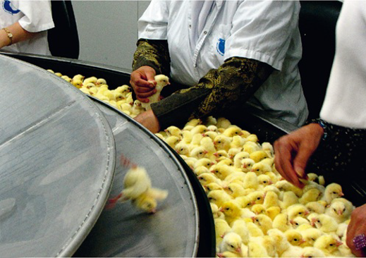 سودا توشۇش لىنىيەسىدىكى توخۇلار